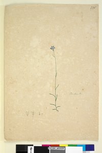 الصفحة 235. Campanula ، c.1803-06 (مرحاض ، قلم حبر وقلم رصاص) بواسطة جون وليام لوين