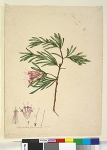 الصفحة 23. لامبرتيا فورموزا ، ج 1803-06 (مرحاض ، قلم حبر ، قلم رصاص) بواسطة جون وليام لوين