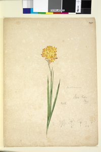 الصفحة 241. Ixia lutea، c.1803-06 (مرحاض ، قلم حبر ، قلم رصاص) بواسطة جون وليام لوين