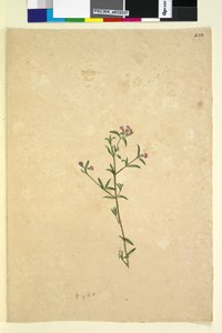 الصفحة 252. نبات غير معروف ، ج 1803-06 (مرحاض ، قلم حبر ، قلم رصاص) بواسطة جون وليام لوين