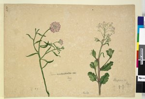 الصفحة 253. Iberis umbellata؛ Hesperis sp. ، c.1803-06 (مرحاض ، قلم حبر ، قلم رصاص) بواسطة جون وليام لوين