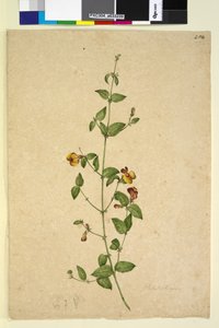 الصفحة 254. بلاتيلوبيوم ، ج 1803-06 (مرحاض ، قلم حبر ، قلم رصاص) بواسطة جون وليام لوين