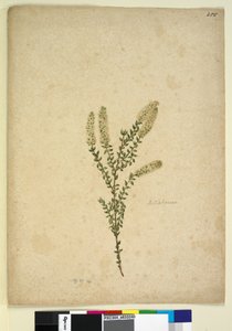 الصفحة 255. ميلاليوكا ، ج 1803-06 (مرحاض ، قلم حبر ، قلم رصاص) بواسطة جون وليام لوين