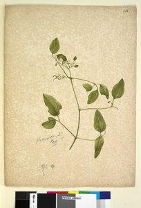 الصفحة 256. Clematis glycinoides، c.1803-06 (مرحاض ، قلم حبر ، قلم رصاص) بواسطة جون وليام لوين