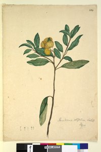 الصفحة 264. Pomaderris elliptica، c.1803-06 (مرحاض ، قلم حبر ، قلم رصاص) بواسطة جون وليام لوين