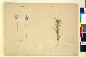 الصفحة 265. Glossodia طفيفة ؛ 266. Ricinocarpus، c.1803-06 (مرحاض ، قلم حبر ، قلم رصاص) بواسطة جون وليام لوين