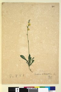 الصفحة 271. Goodenia bellidifolia، c.1803-06 (مرحاض ، قلم حبر ، قلم رصاص) بواسطة جون وليام لوين