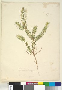 الصفحة 29. Lysinema ، c.1803-06 (مرحاض ، قلم حبر وقلم رصاص) بواسطة جون وليام لوين
