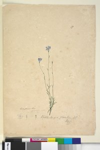 الصفحة 37. Wahlenbergia gracilis، c.1803-06 (مرحاض ، قلم حبر ، قلم رصاص)