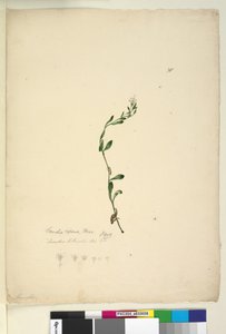 الصفحة 38. Samolus repens، c.1803-06 (مرحاض ، قلم حبر ، قلم رصاص) بواسطة جون وليام لوين
