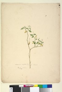 الصفحة 39. Solanum nigrum ، c.1803-06 (مرحاض ، قلم حبر ، قلم رصاص) بواسطة جون وليام لوين