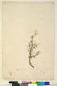 الصفحة 42. Bursaria spinosa، c.1803-06 (مرحاض ، قلم حبر ، قلم رصاص) بواسطة جون وليام لوين