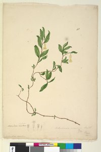 صفحة 43. Billardiera scandens ، c.1803-06 (مرحاض ، قلم حبر ، قلم رصاص) بواسطة جون وليام لوين
