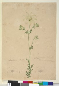 الصفحة 48. Actinotus Helianthi ، c.1803-06 (مرحاض ، قلم حبر ، قلم رصاص) بواسطة جون وليام لوين