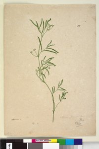 الصفحة 50. أبيوم ، ج 1803-06 (مرحاض ، قلم حبر ، قلم رصاص) بواسطة جون وليام لوين