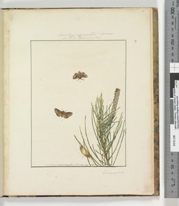 الصفحة 51. اللوحة 13 Bombyx Exposita Lewin المتحالفة مع ... ، 1803-04 (مطبوعات النقش الملونة) بواسطة جون وليام لوين