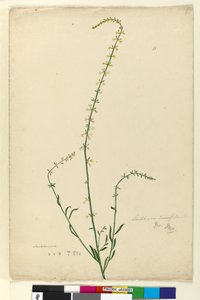 الصفحة 51. Stackhousia ، c.1803-06 (مرحاض ، قلم حبر وقلم رصاص) بواسطة جون وليام لوين