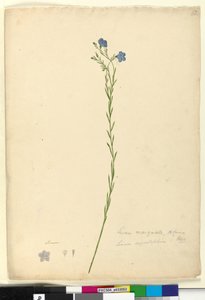 الصفحة 52. Linum Marginale ، c.1803-06 (مرحاض ، قلم حبر ، قلم رصاص) بواسطة جون وليام لوين