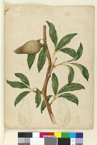 الصفحة 5. Xylomelum pyriforme، c.1803-06 (مرحاض ، قلم حبر ، قلم رصاص) بواسطة جون وليام لوين