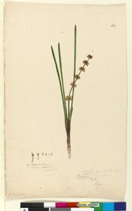 الصفحة 62. Xerotes Lomandra multiflora، c.1803-06 (مرحاض ، قلم حبر ، قلم رصاص) بواسطة جون وليام لوين