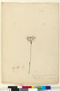 الصفحة 63. Burchardia umbellata ، c.1803-06 (مرحاض ، قلم حبر ، قلم رصاص) بواسطة جون وليام لوين