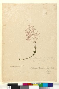 الصفحة 69. Gonocarpus teucrioides ، c.1803-06 (مرحاض ، قلم حبر ، قلم رصاص) بواسطة جون وليام لوين