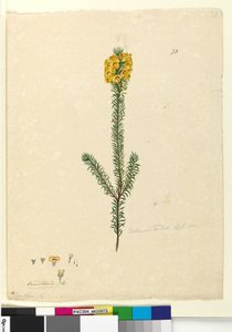 صفحة 73. Dillwynia rubis؟، c.1803-06 (مرحاض ، قلم حبر ، قلم رصاص)