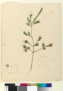 الصفحة 76. داروين فاسيكيولاريس ، 1803-06 (مرحاض وقلم وحبر وقلم رصاص) بواسطة جون وليام لوين