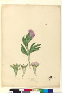 الصفحة 82. Mesembryanthemum aequilaterale، c.1803-06 (مرحاض ، قلم حبر ، قلم رصاص) بواسطة جون وليام لوين
