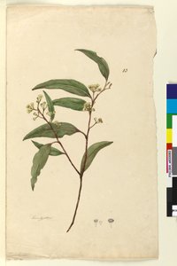 الصفحة 83. الأوكالبتوس ، ج 1803-06 (مرحاض ، قلم حبر وقلم رصاص) بواسطة جون وليام لوين