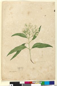 الصفحة 84. الأوكالبتوس بانيكولاتا ، ج 1803-06 (مرحاض ، قلم حبر ، قلم رصاص) بواسطة جون وليام لوين