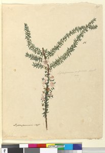 صفحة 86. Leptospermum scoparium ، c.1803-06 (مرحاض وقلم وحبر وقلم رصاص) بواسطة جون وليام لوين