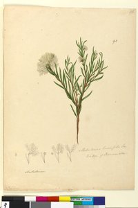 الصفحة 92. Melaleuca linariifolia، c.1803-06 (مرحاض ، قلم حبر ، قلم رصاص) بواسطة جون وليام لوين