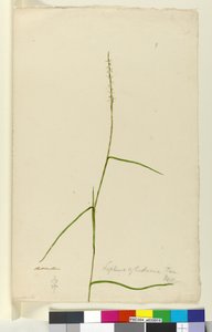 الصفحة 9. Lepturus cylindricus ، c.1803-06 (مرحاض ، قلم حبر ، قلم رصاص) بواسطة جون وليام لوين