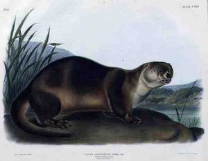Lutra Canadensis أو Lataxina Mollis (Canada Otter) ، اللوحة 122 من "Quadrupeds of North America" ، نقشها John T. Bowen (1801-c.1856) بواسطة جون وودهاوس (بعد) أودوبون