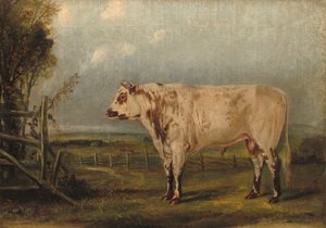 يونغ بول ، ج. 1849. بواسطة جون وودهاوس أودوبون