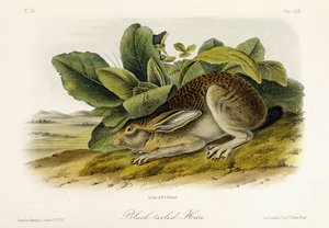 هير الذيل الأسود ، 1849-1854 بواسطة جون وودهاوس أودوبون