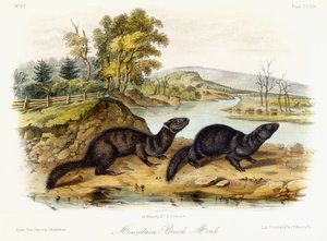 ماونتن بروك مينك ، 1849-1854 بواسطة جون وودهاوس أودوبون