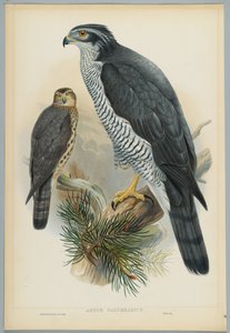 Astur Palumbarius - Goshawk ، رسمها J. Wolf ، نقشها HC Richter بواسطة جون بعد غولد