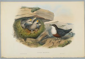 Cinclus Aquaticus - أووسيل أو ديبر مائي ، محفور بواسطة HC Richter بواسطة جون بعد غولد
