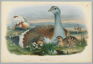 Otis Torda - Great Bustard ، رسمه J. Wolf ، نقش بواسطة HC Richter بواسطة جون بعد غولد