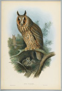 Otus Vulgaris - بومة طويلة الأذن ، رسمها J. Wolf ، نقشها HC Richter بواسطة جون بعد غولد