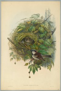 المارة Homerus - Common House Sparrow ، محفور بواسطة HC Richter بواسطة جون بعد غولد