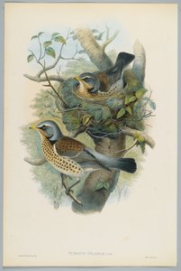 Turdus Pilarus - عرعر العرش ، محفورة بواسطة HC Richter بواسطة جون بعد غولد