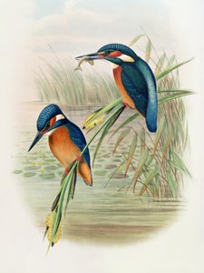 Alcedo Ispida ، لوحة من "طيور بريطانيا العظمى" لجون جولد ، نشرت 1862-1873 (ليثو ملون باليد)