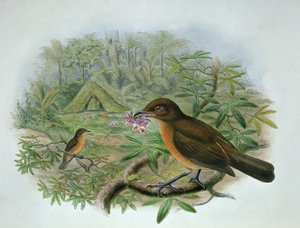 Amblyornis Inornatus ، Vogelkop Gardener Bowerbird