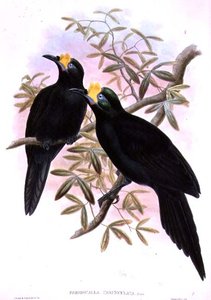 الطقس الرياضات الشتوية في Paradigalla Carunculata