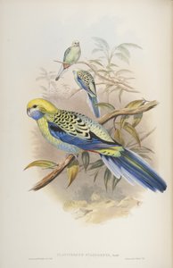 Platycerus cyanogenus ، من طيور أستراليا بقلم جون جولد ، 1840 بواسطة جون وريختر جولد