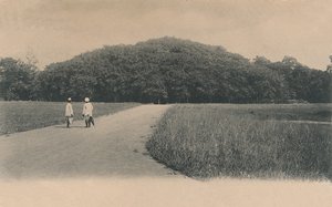 "شجرة بنيان ، الحدائق النباتية. كلكتا ، 1906.