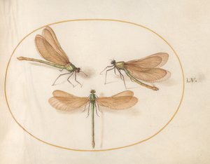 اليعسوب ، c.1575-80